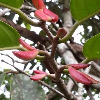 Doona macrophylla Thwaites